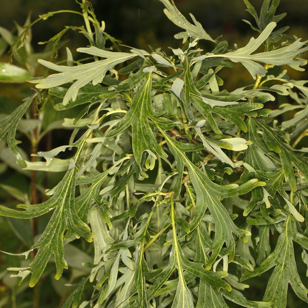 Carvalho-alvarinho Posnania - Quercus robur