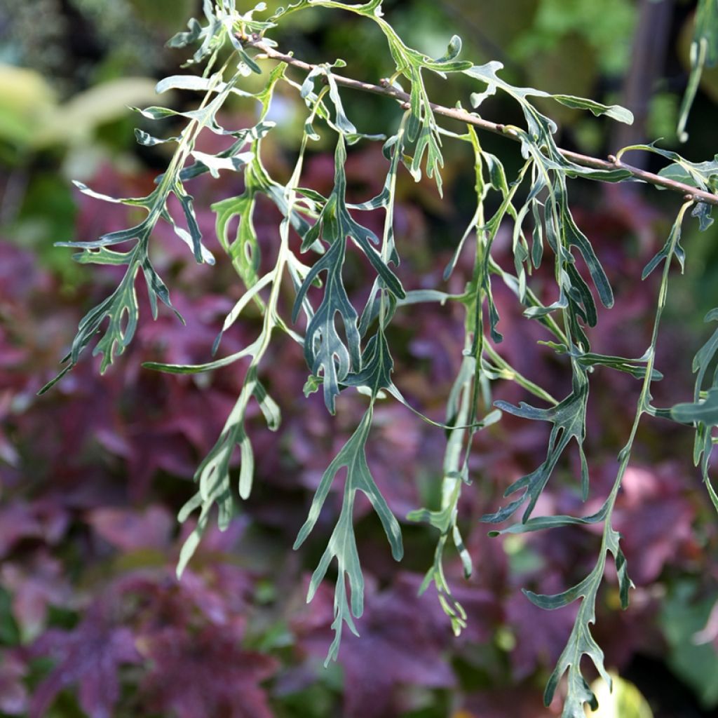 Carvalho-alvarinho Posnania - Quercus robur