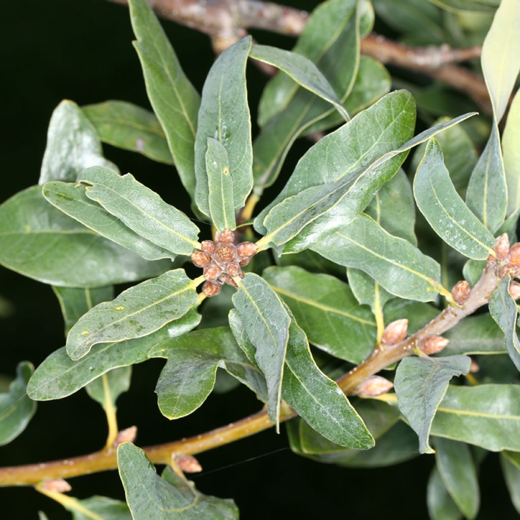 Carvalho-alvarinho Salicifolia - Quercus robur
