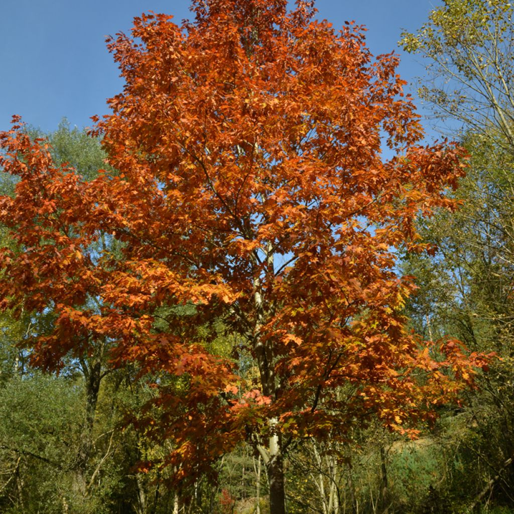 Carvalho-vermelho - Quercus rubra