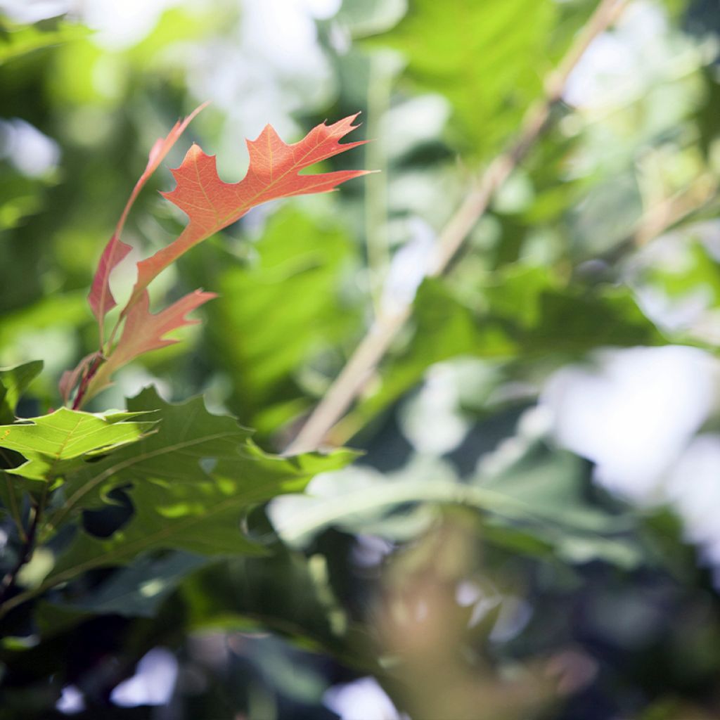 Carvalho-do-texas New Madrid - Quercus texana