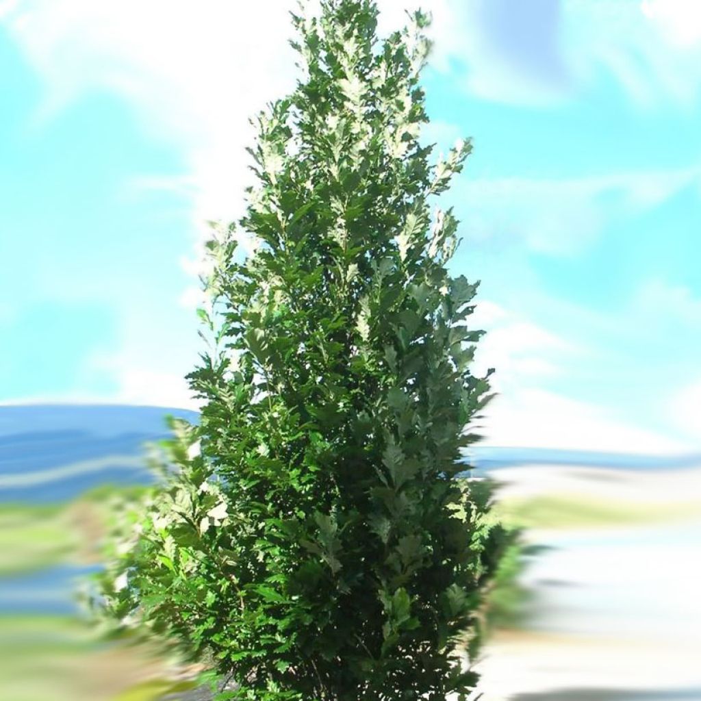 Carvalho Long Regal Prince