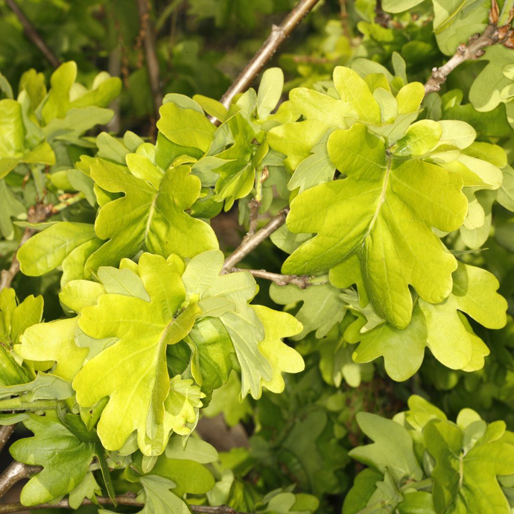 Carvalho-alvarinho Cristata - Quercus robur