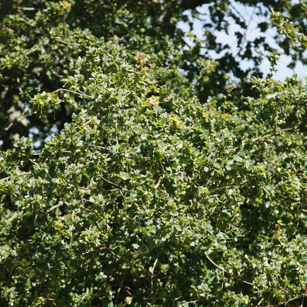 Carvalho-alvarinho Cristata - Quercus robur
