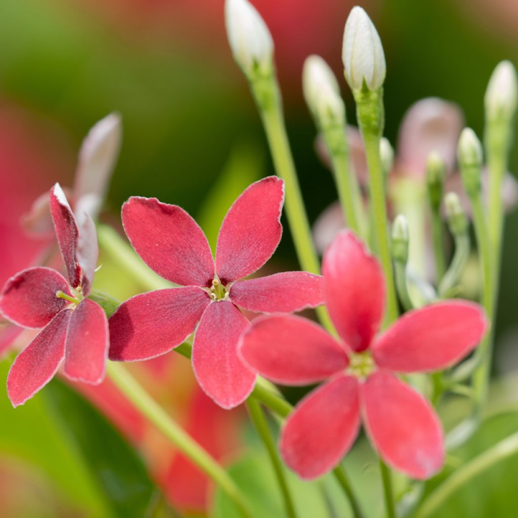 Quisqualis indica - Madressilva-da-Índia