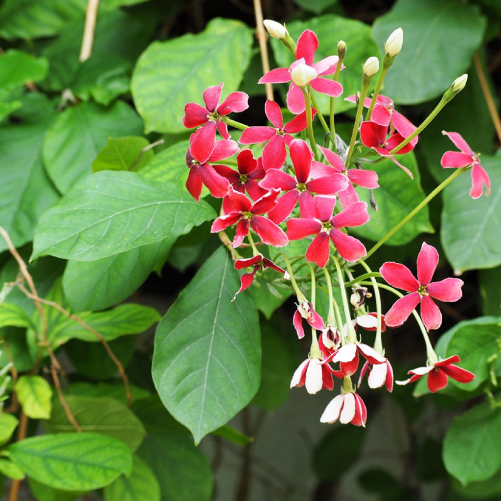 Quisqualis indica - Madressilva-da-Índia