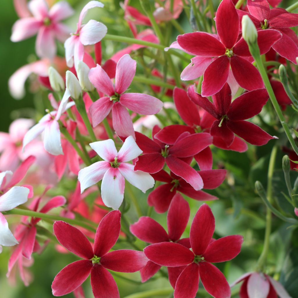 Quisqualis indica - Madressilva-da-Índia