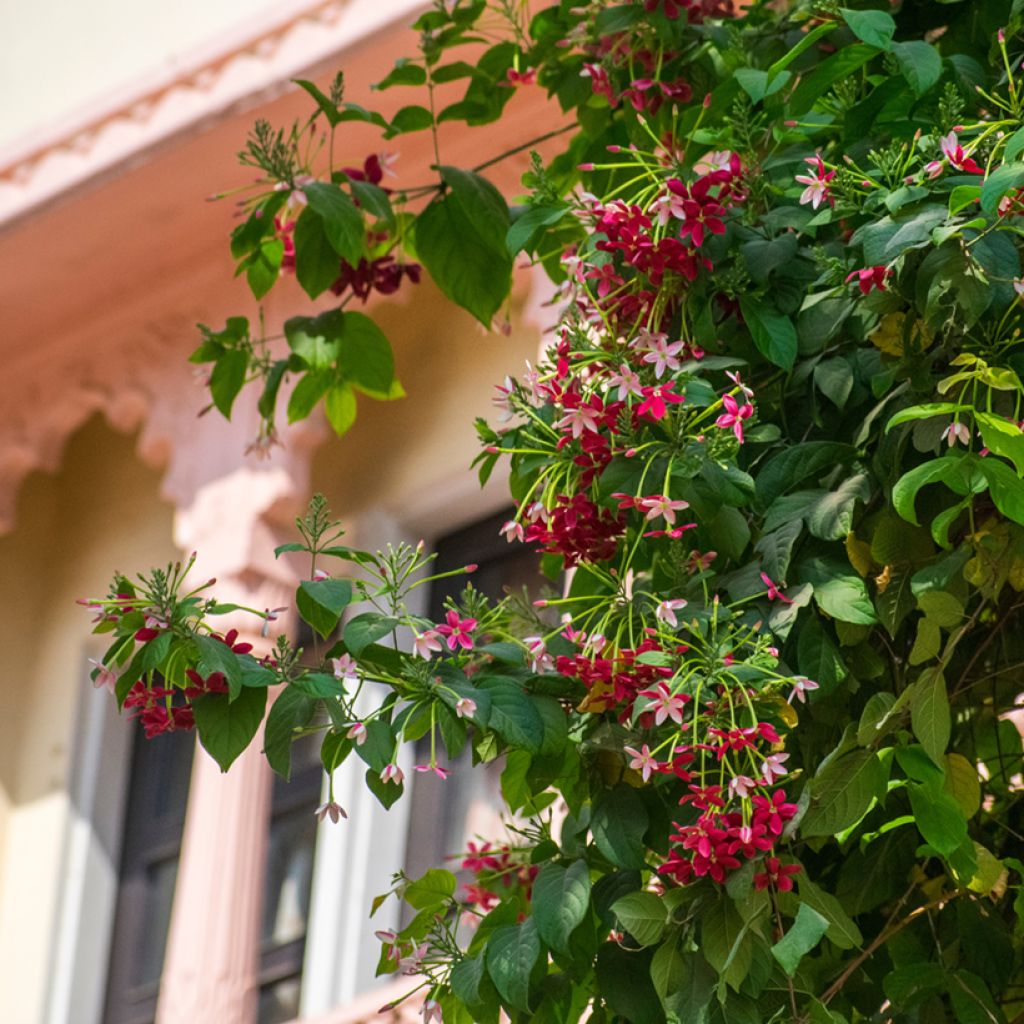 Quisqualis indica - Madressilva-da-Índia