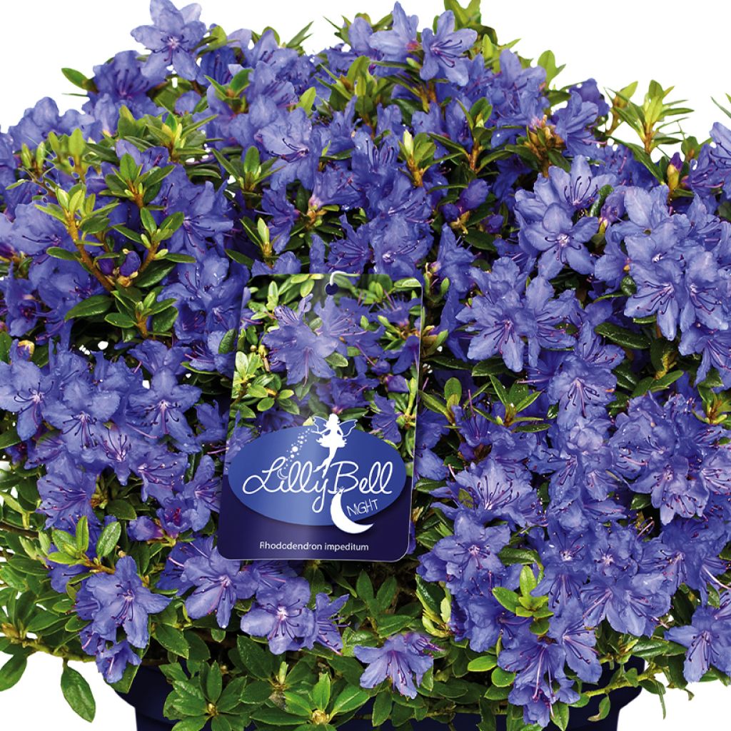 Rhododendron Lilly Bell Night - Rododendro Anão