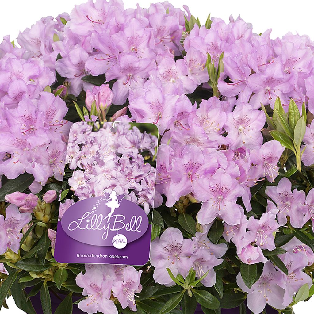 Rhododendron Lilly Bell Pearl - Rododendro Anão