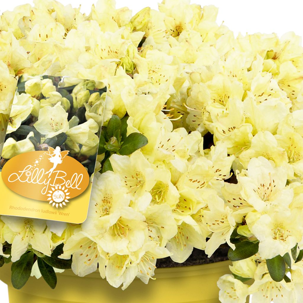 Rhododendron Lilly Bell Sun - Rododendro Anão