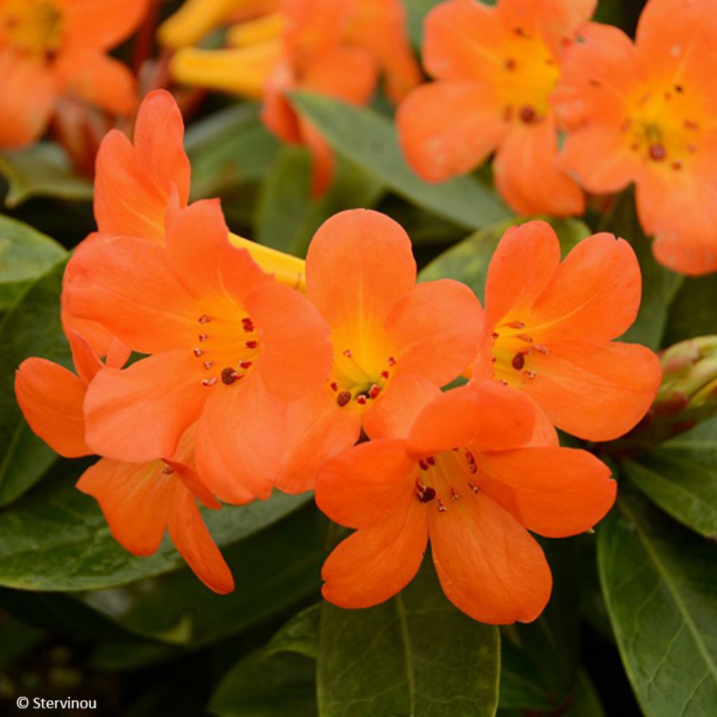 Rhododendron Vladimir Bukovski