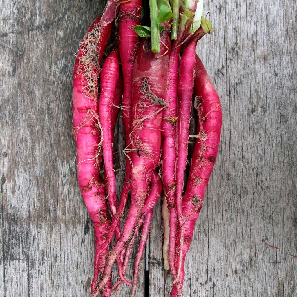 Rabanete Candela di Fuoco