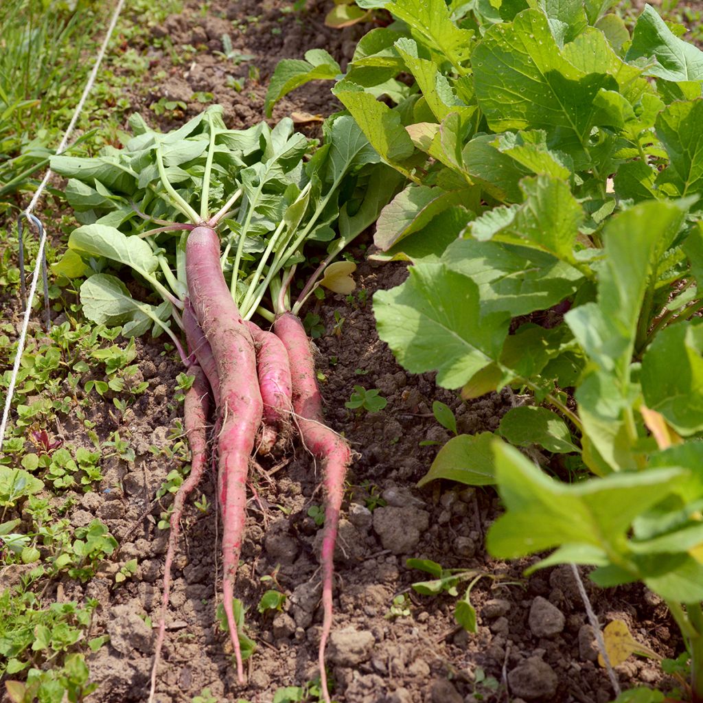 Rabanete Candela di Fuoco