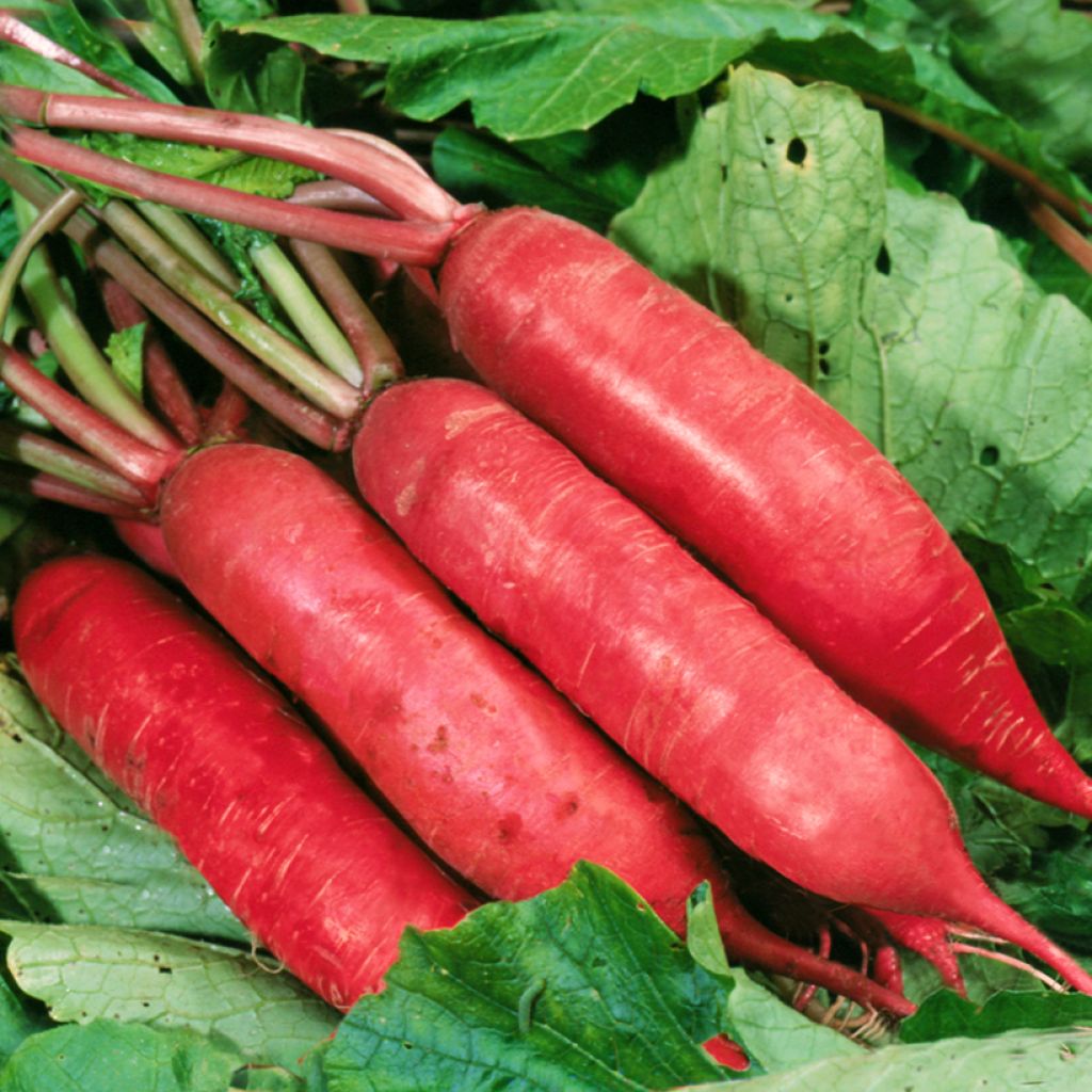 Rabanete Chinês Dragão F1 - Rabanete Chinês Rosa