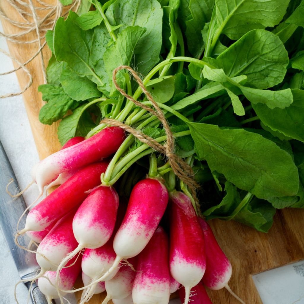 Rabanete Expo F1 Vilmorin