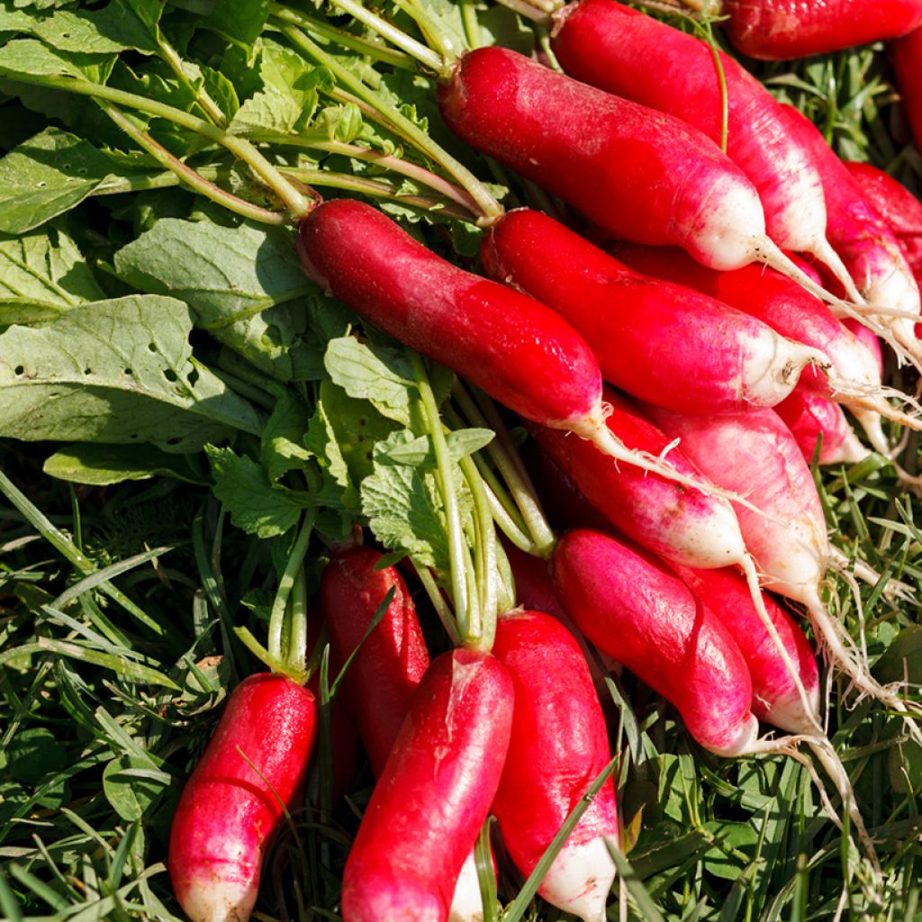 Rabanete Fluo F1 híbrido F1 Vilmorin