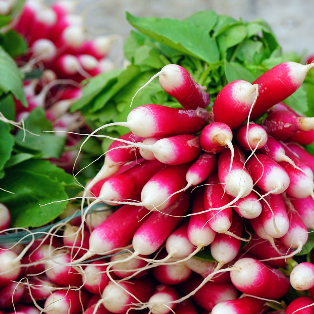 Rabanete French Breakfast Bio