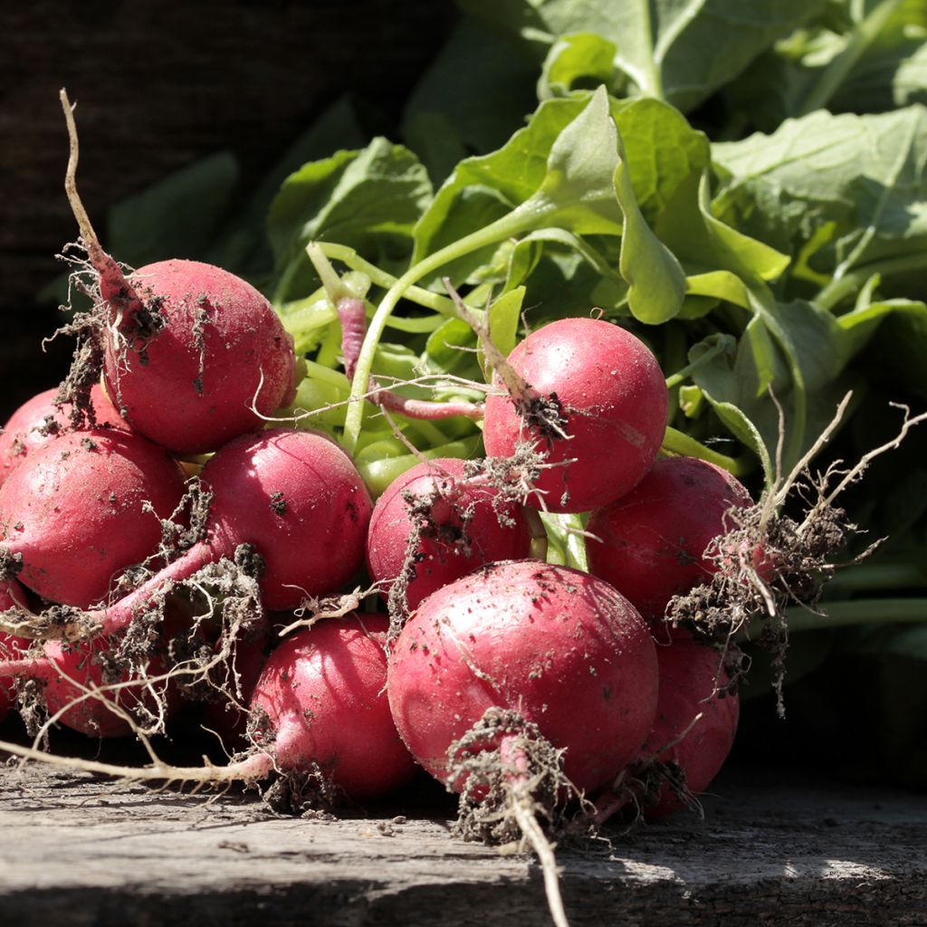 Rabanete Gigante Vermelho - Riesenbutter