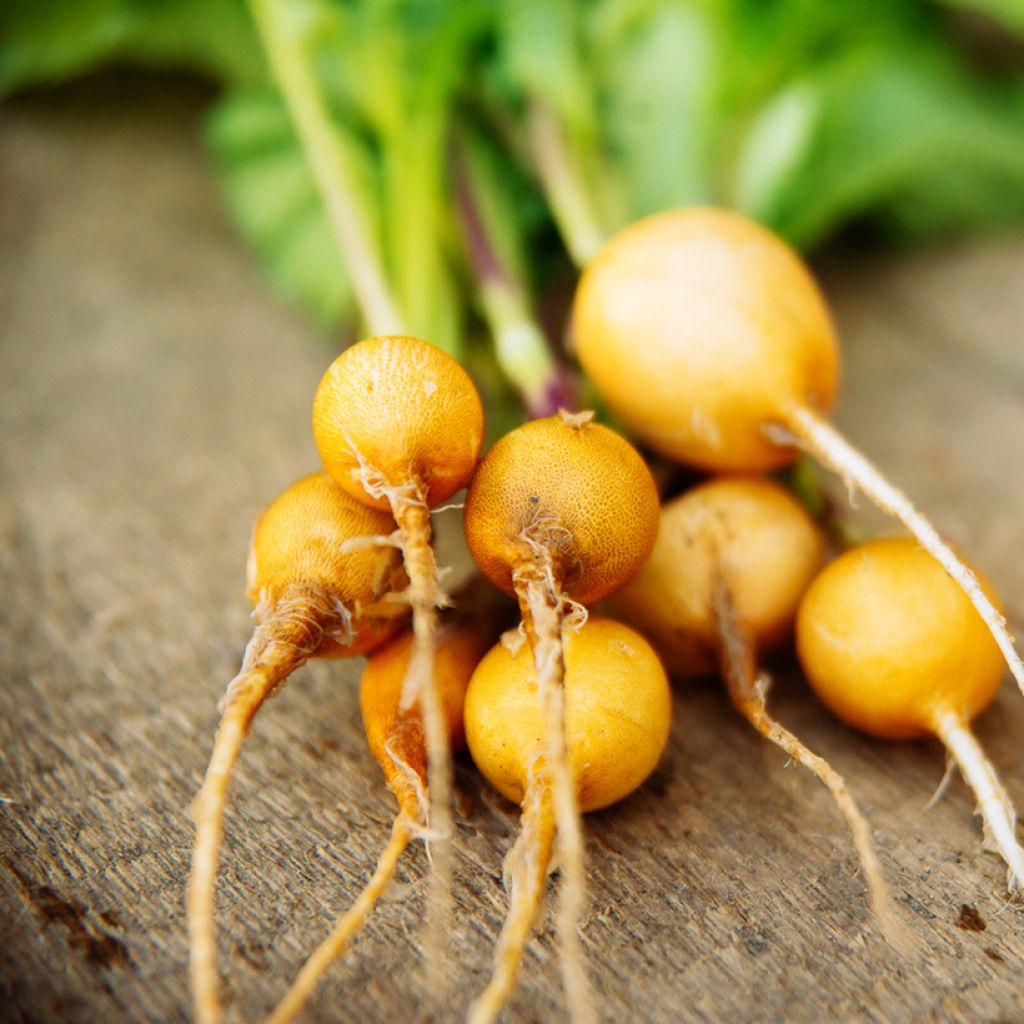 Rabanete Amarelo de Ouro Oval