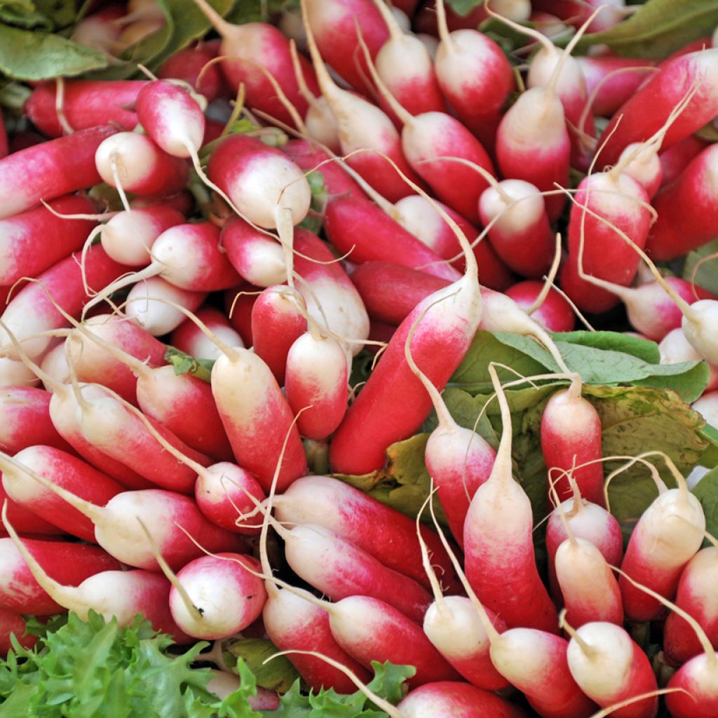 Rabanete Kocto F1 híbrido F1 Vilmorin