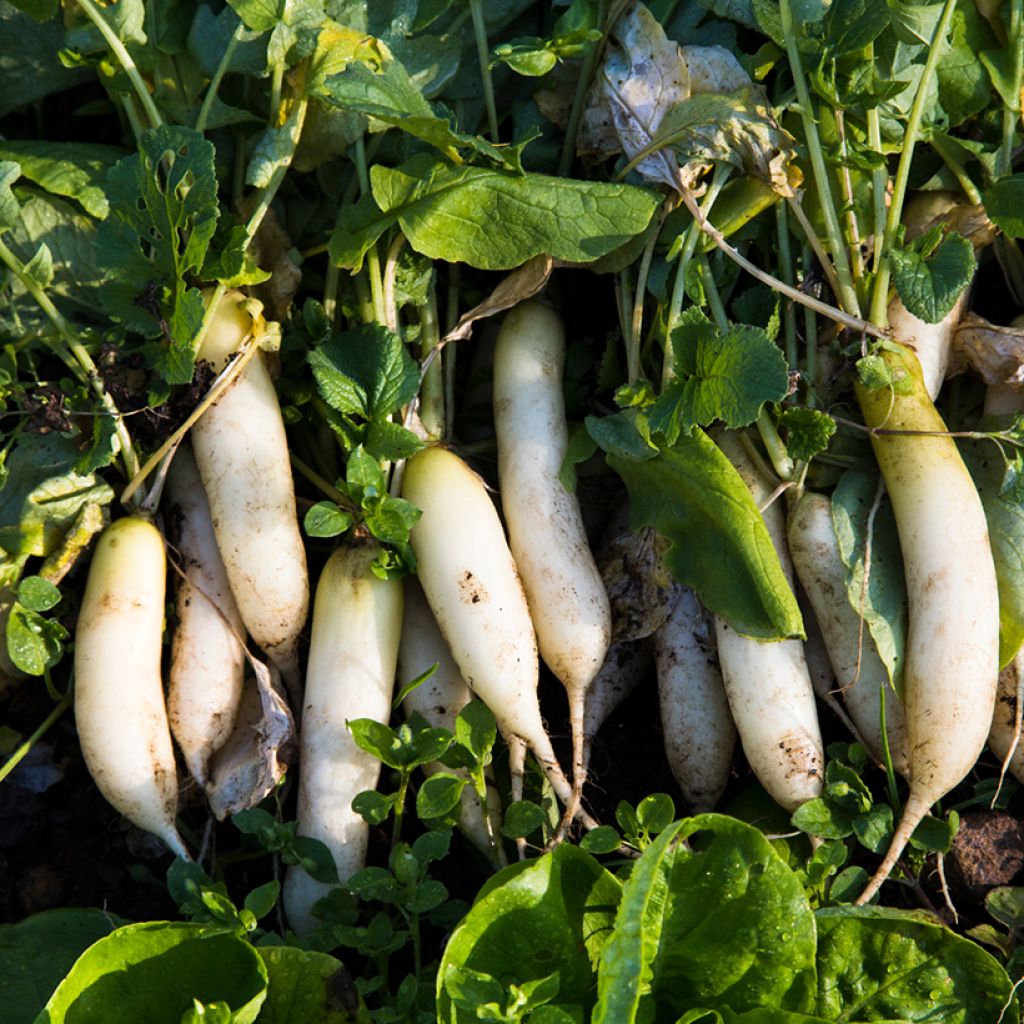 Rabanete-japonês Neptune F1