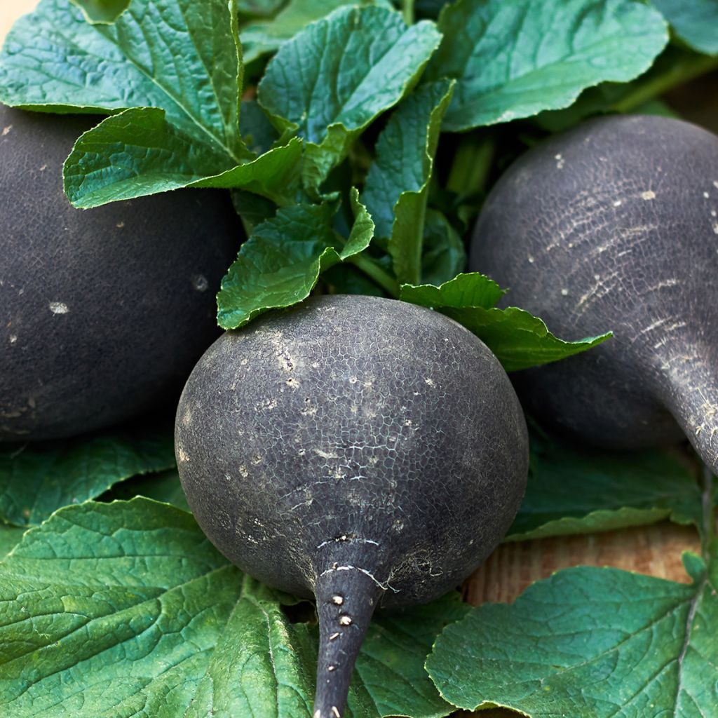 Rabanete Preto de Inverno Grande e Redondo