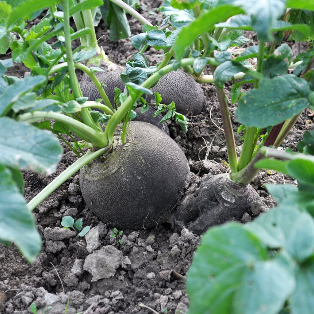 Rabanete Preto de Inverno Grande e Redondo