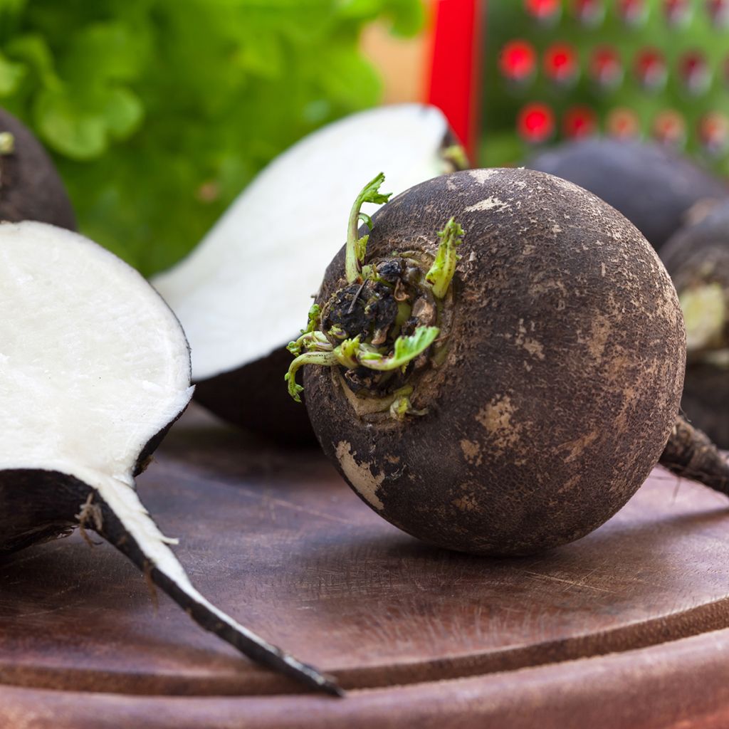 Rabanete Preto de Inverno Grande e Redondo