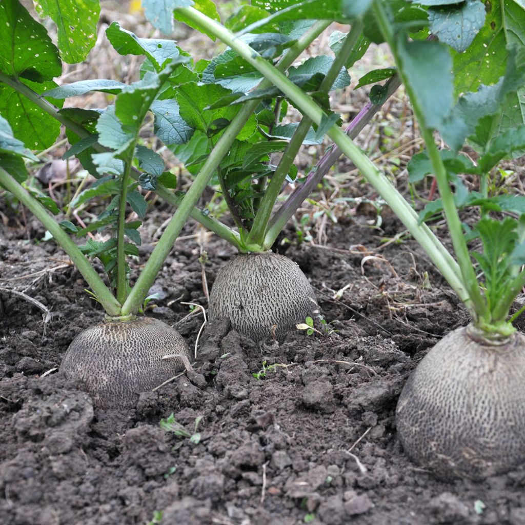 Rabanete Preto de Inverno Grande e Redondo