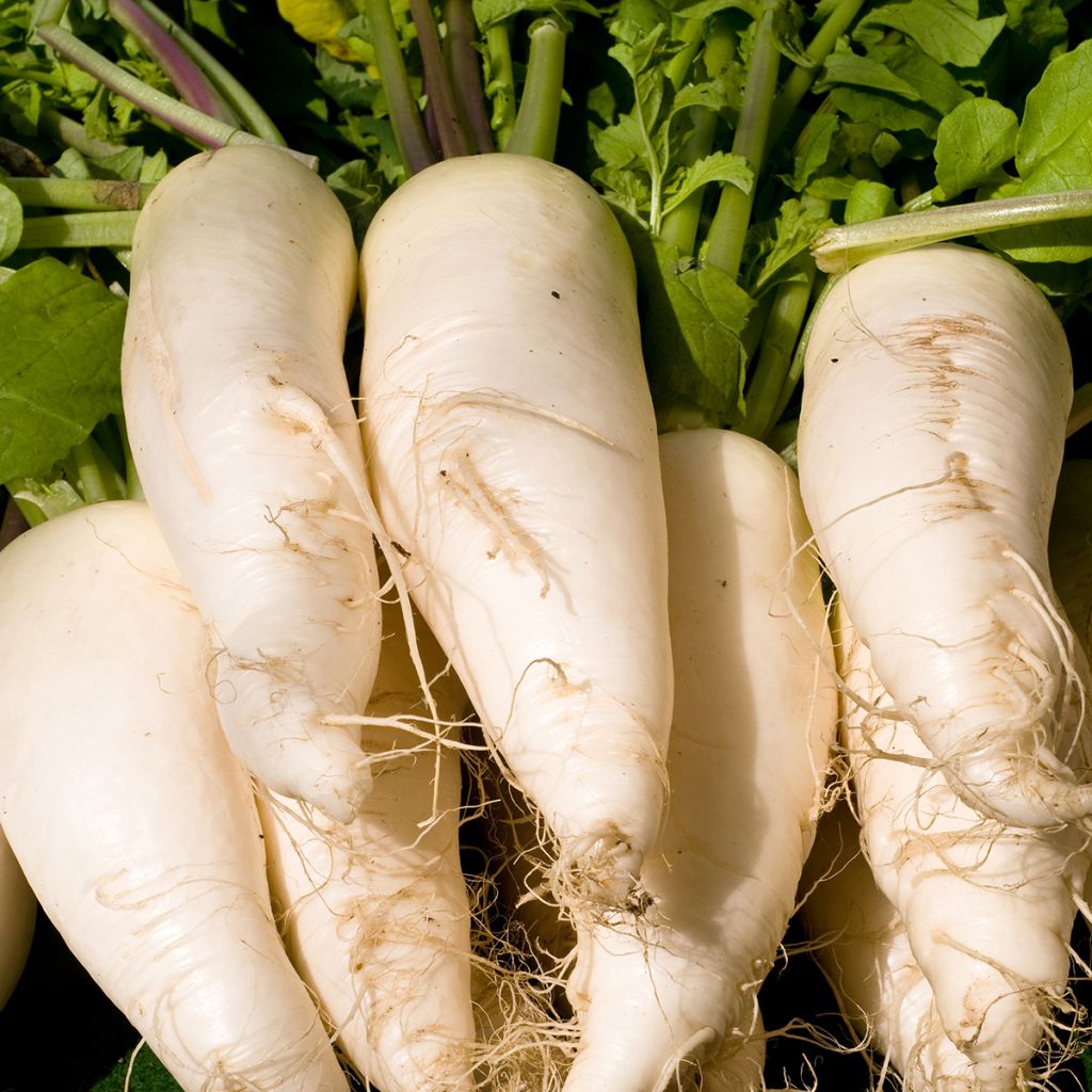Rabanete Nabo Branco Transparente
