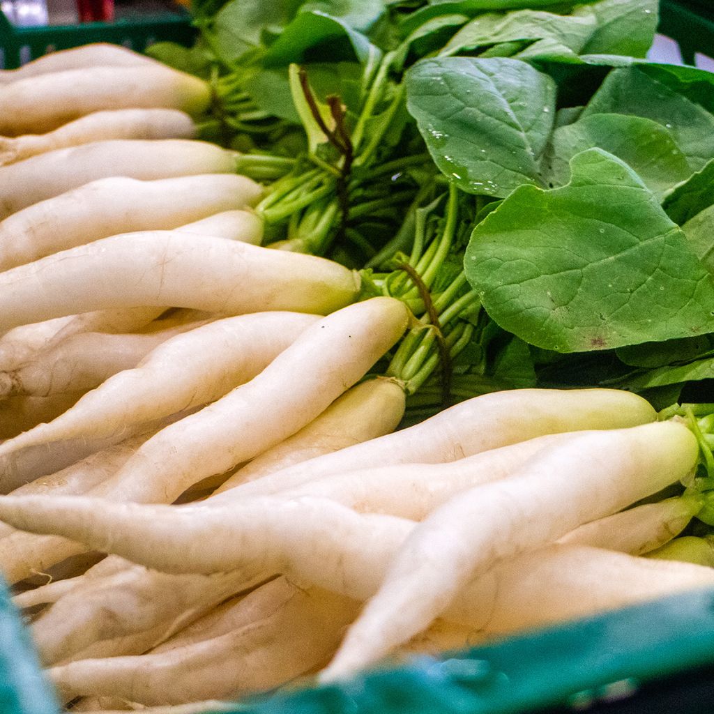 Rabanete Nabo Branco Transparente