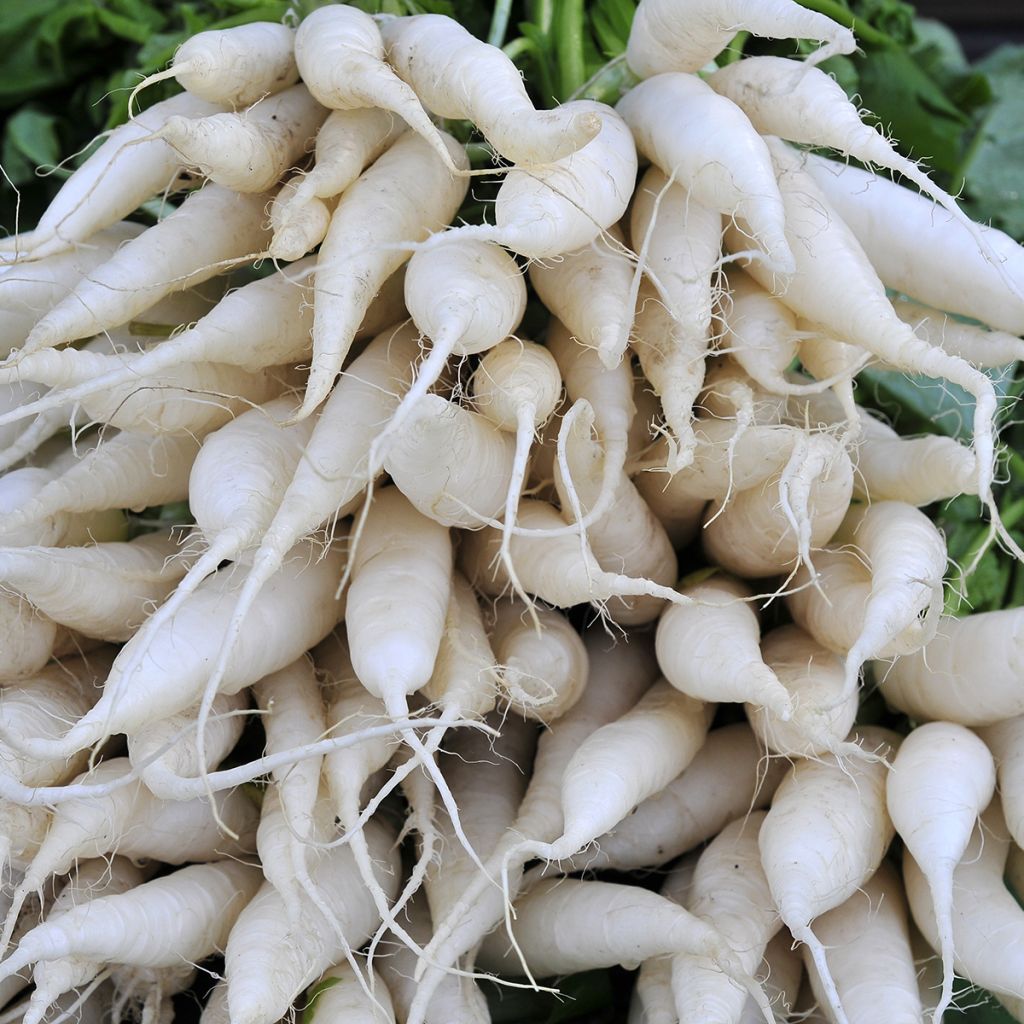 Rabanete Nabo Branco Transparente