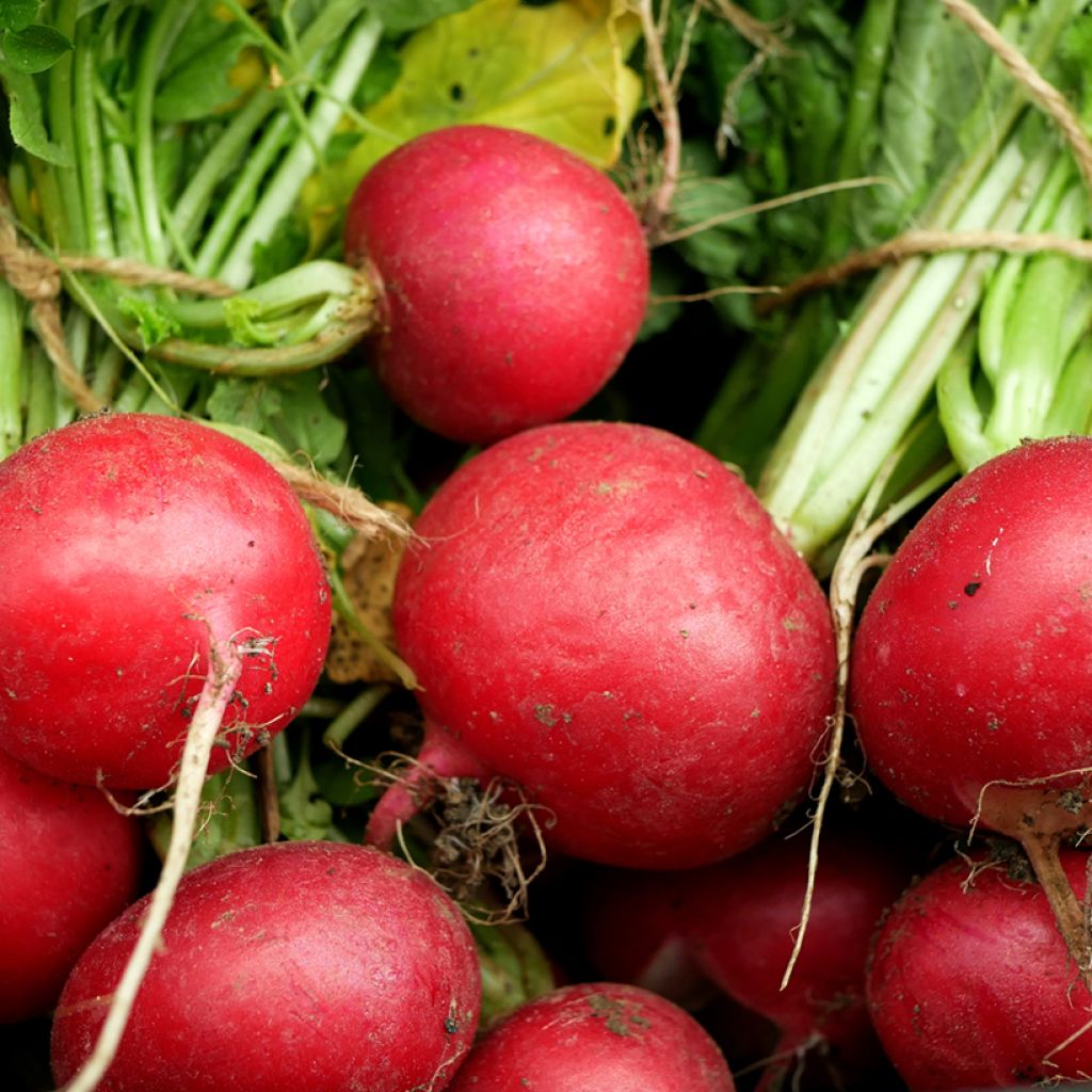 Rabanete vermelho redondo Celesta F1