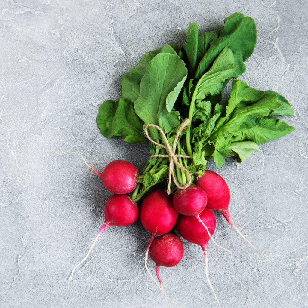 Rabanete vermelho redondo Saxa 2