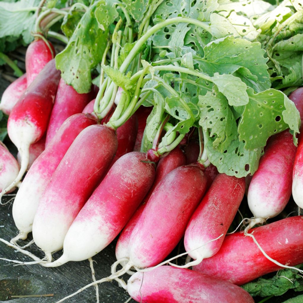 Rabanete de 18 Dias Vilmorin Bio