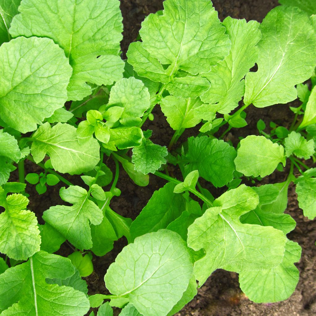 Rabanete forrageiro biológico - Adubo verde