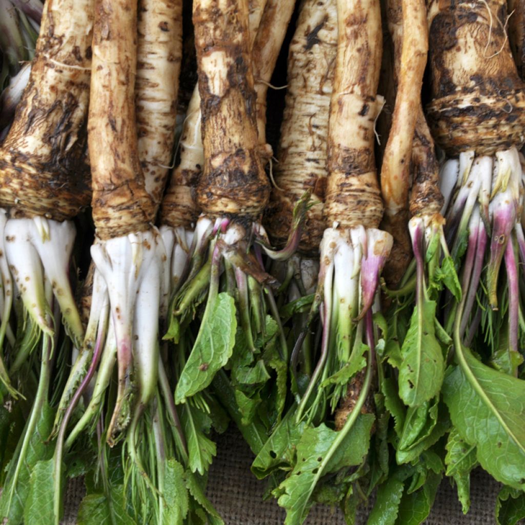 Mostarda-dos-Monges - Mostarda alemã