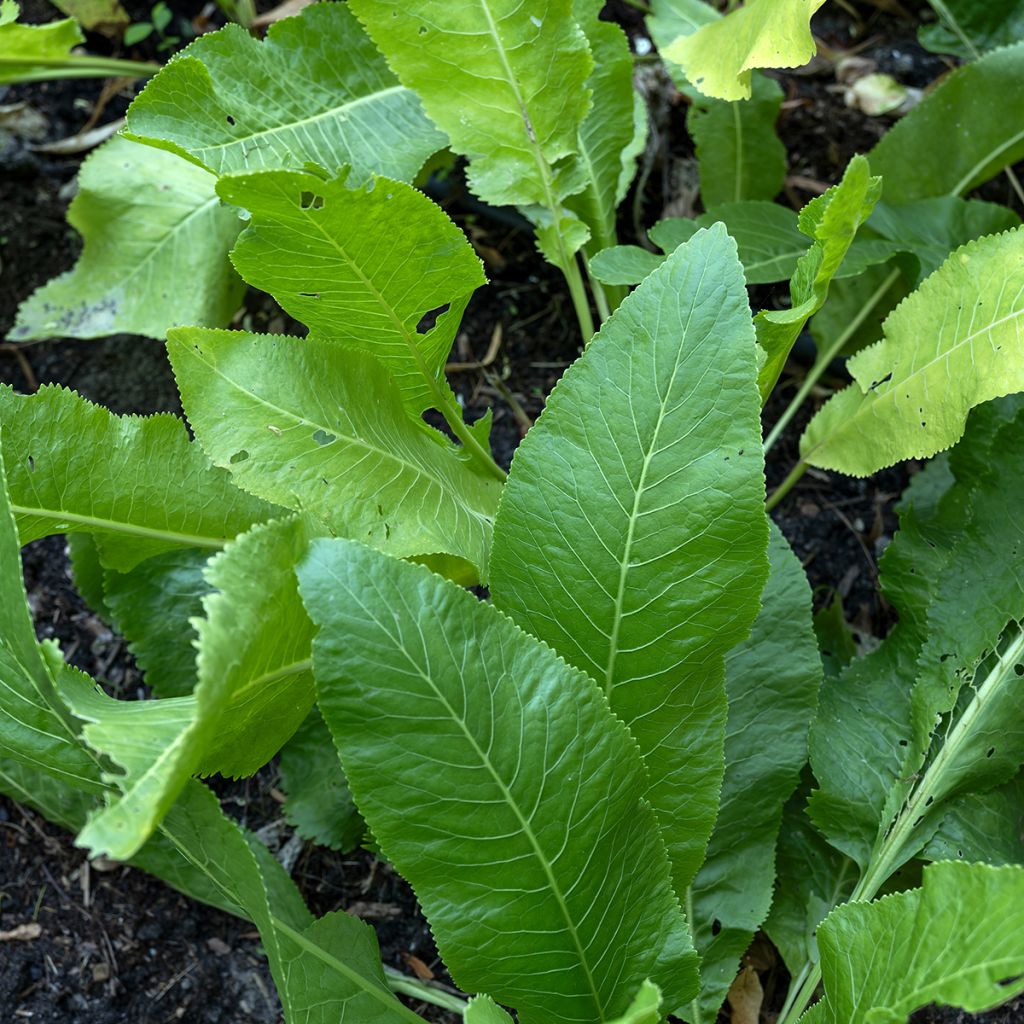 Mostarda-dos-Monges rústico