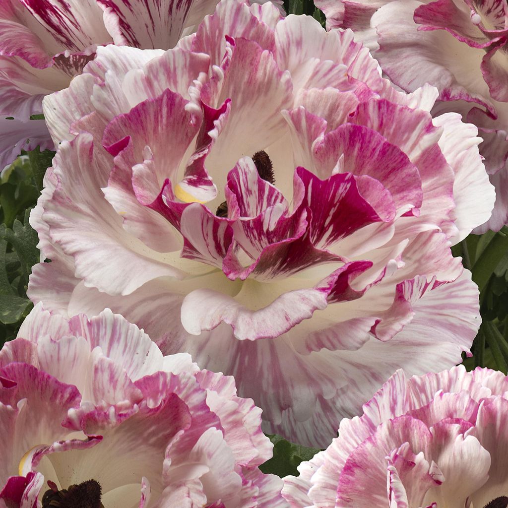 Ranúnculo Brushmark Cesar - Ranunculus asiaticus