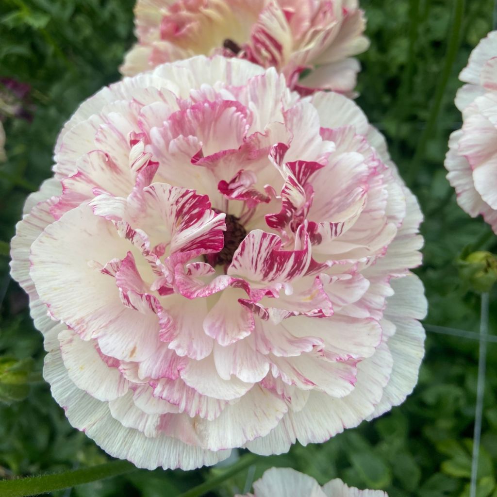 Ranúnculo Brushmark Cesar - Ranunculus asiaticus