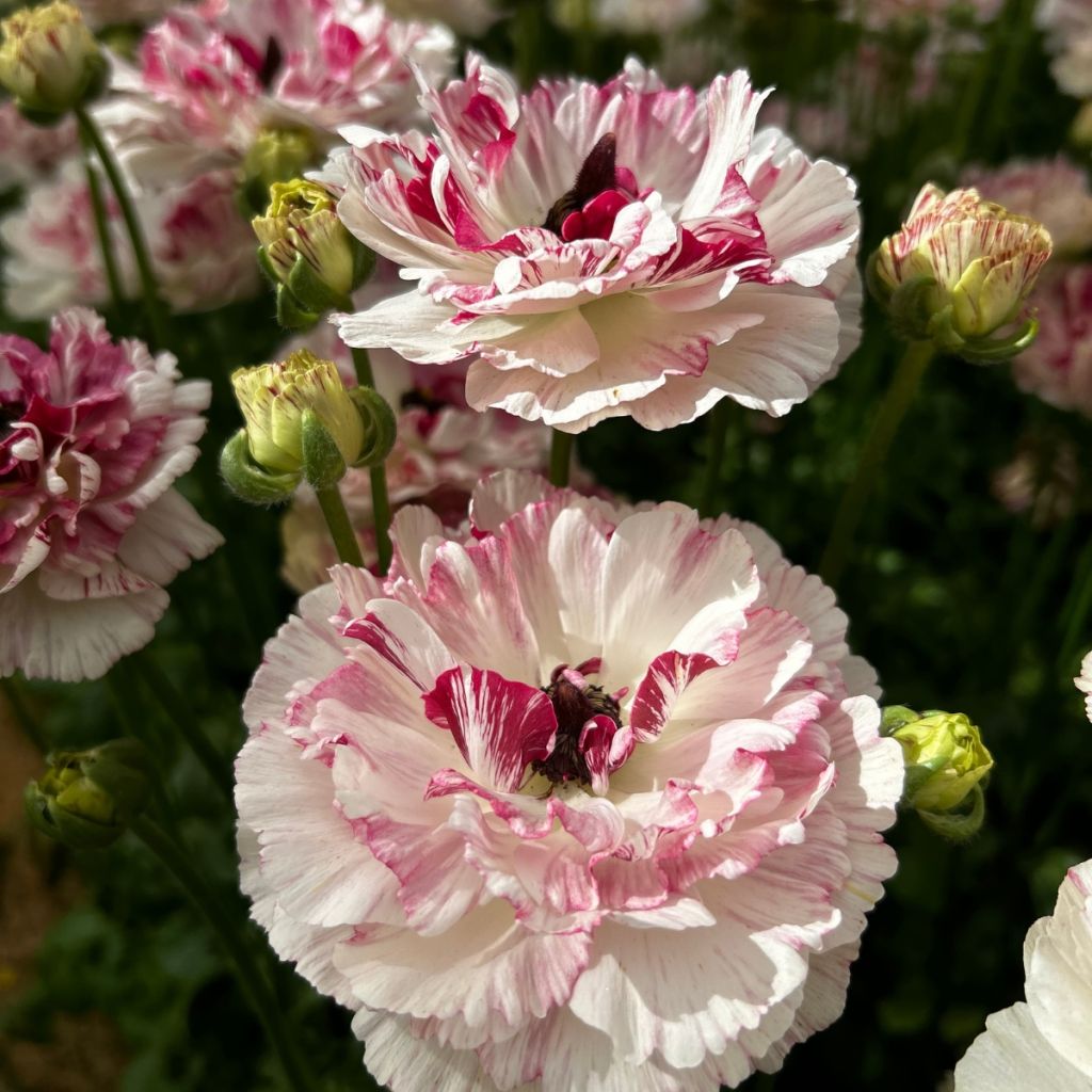 Ranúnculo Brushmark Cesar - Ranunculus asiaticus