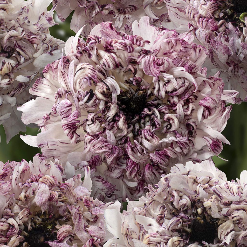 Ranúnculo Brushmark Seti - Ranunculus asiaticus