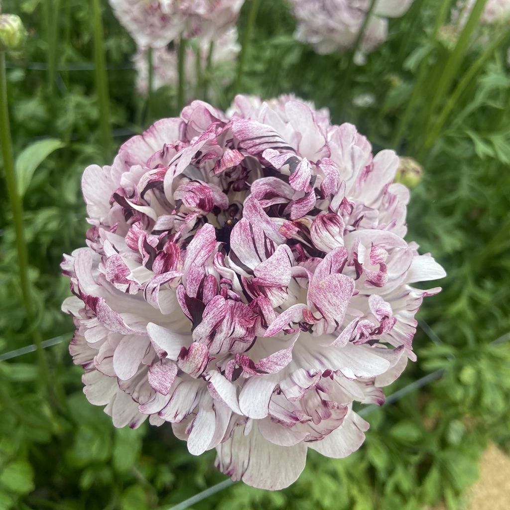 Ranúnculo Brushmark Seti - Ranunculus asiaticus