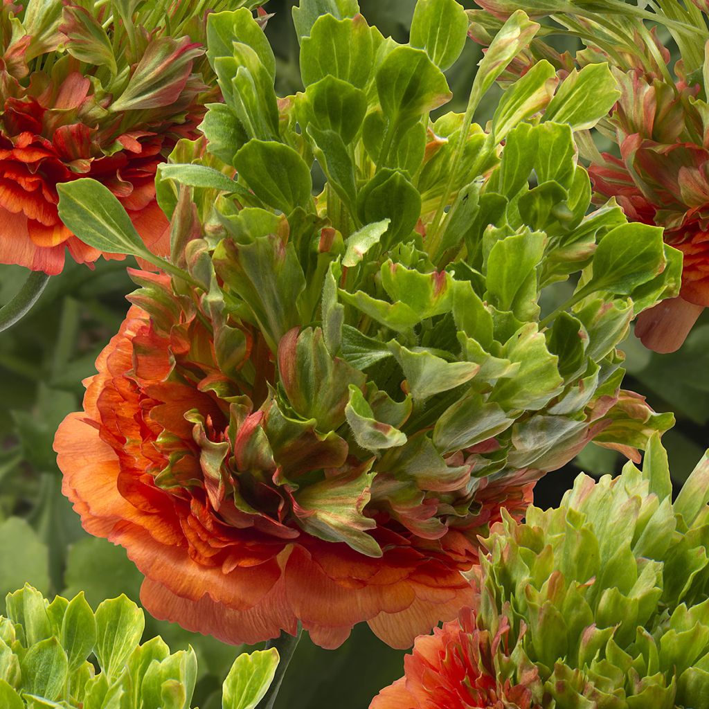 Ranúnculo Crown Nervion - Ranunculus asiaticus