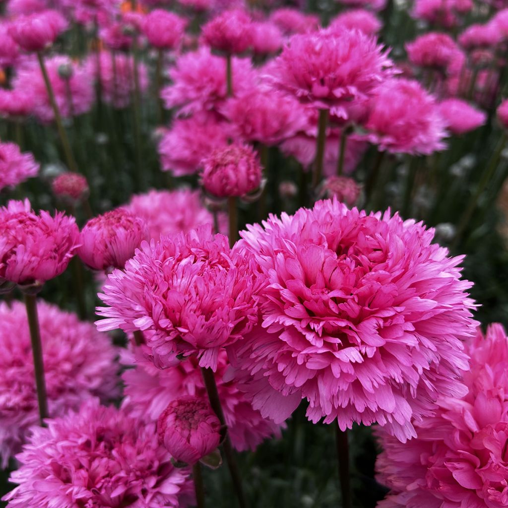 Ranúnculo Poodle Ramlia - Ranunculus asiaticus
