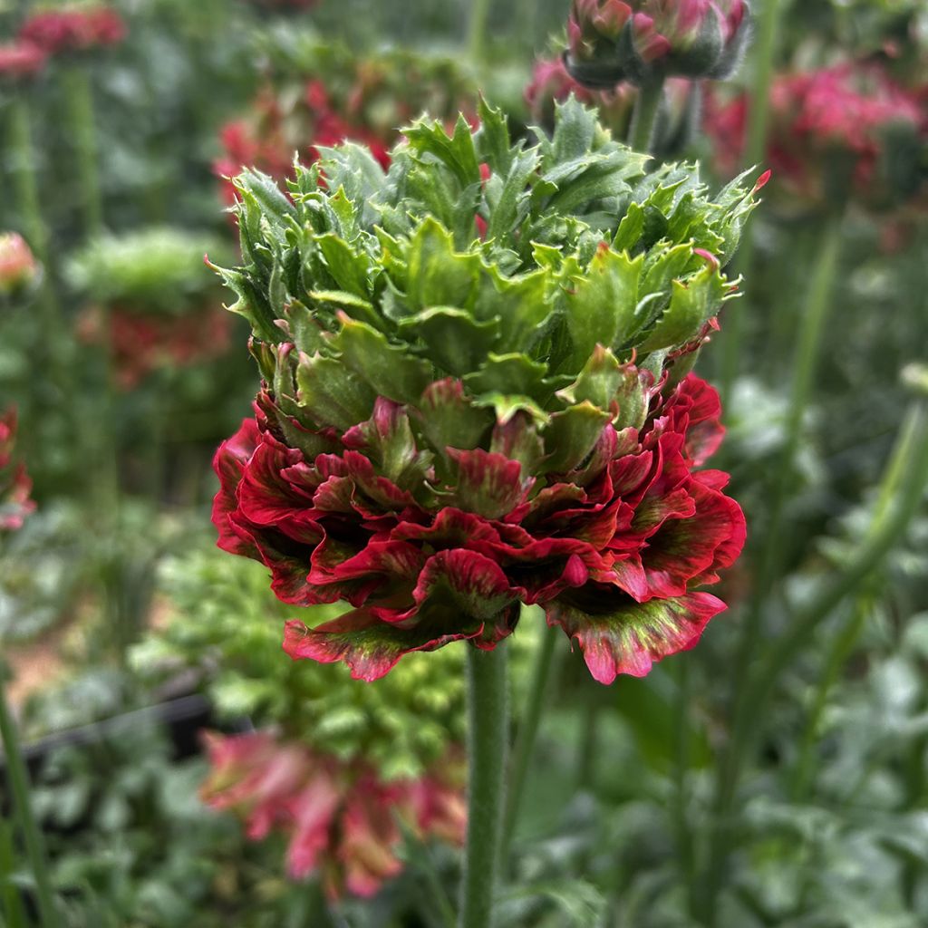 Ranúnculo Crown Bastille - Ranunculus asiaticus