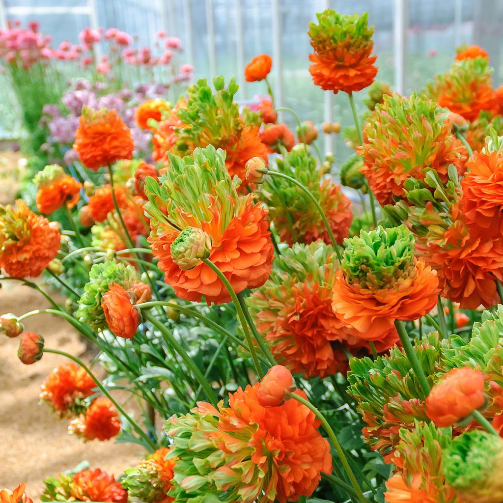 Ranúnculo Crown Nervion - Ranunculus asiaticus