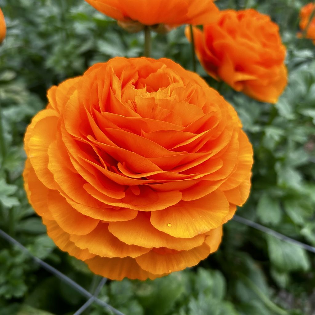 Ranúnculo Romance Digne - Ranunculus asiaticus
