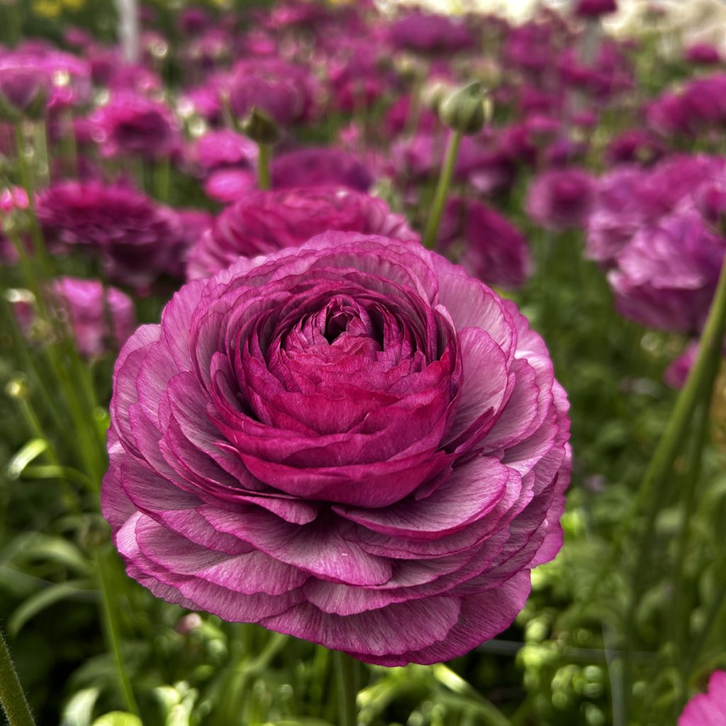 Ranúnculo Romance Loubeyres - Ranunculus asiaticus